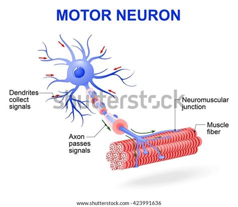 motor nöronları